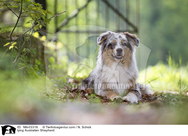 liegender Australian Shepherd / lying Australian Shepherd / NN-03316