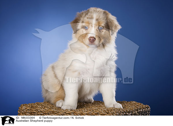 Australian Shepherd Welpe / Australian Shepherd puppy / NN-03364