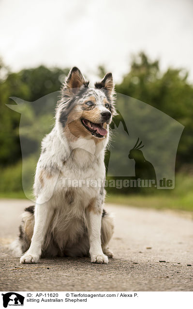 sitzender Australian Shepherd / sitting Australian Shepherd / AP-11620