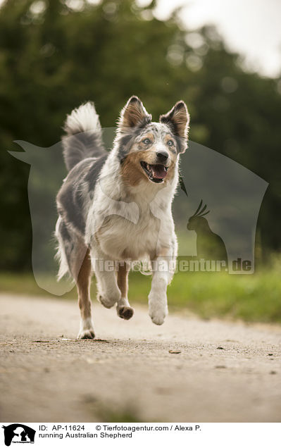 rennender Australian Shepherd / running Australian Shepherd / AP-11624