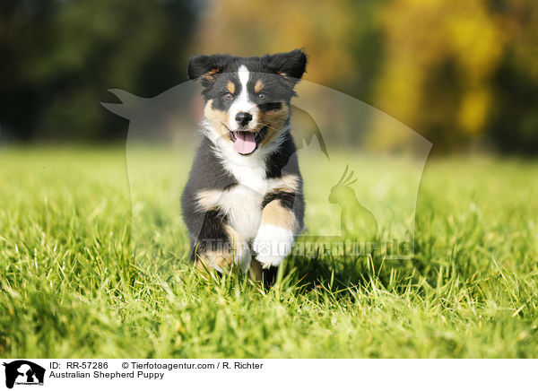 Australian Shepherd Puppy / RR-57286