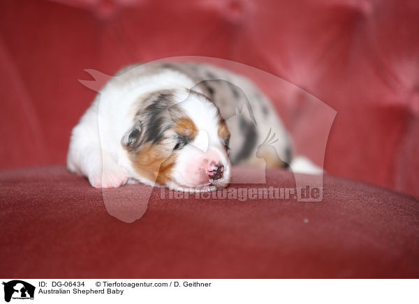 Australian Shepherd Baby / Australian Shepherd Baby / DG-06434