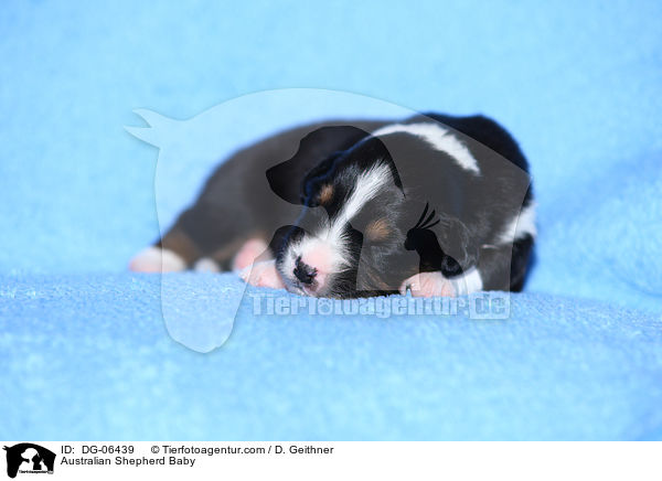 Australian Shepherd Baby / Australian Shepherd Baby / DG-06439