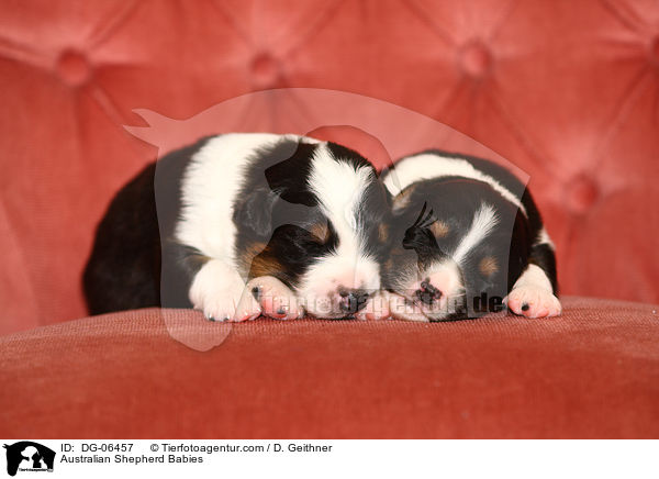 Australian Shepherd Babies / Australian Shepherd Babies / DG-06457