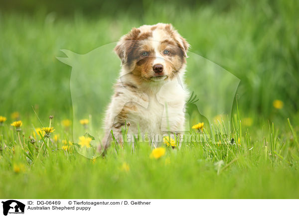 Australian Shepherd Welpe / Australian Shepherd puppy / DG-06469