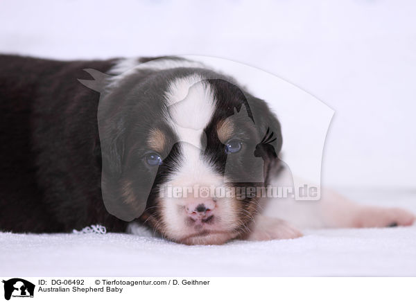 Australian Shepherd Baby / Australian Shepherd Baby / DG-06492