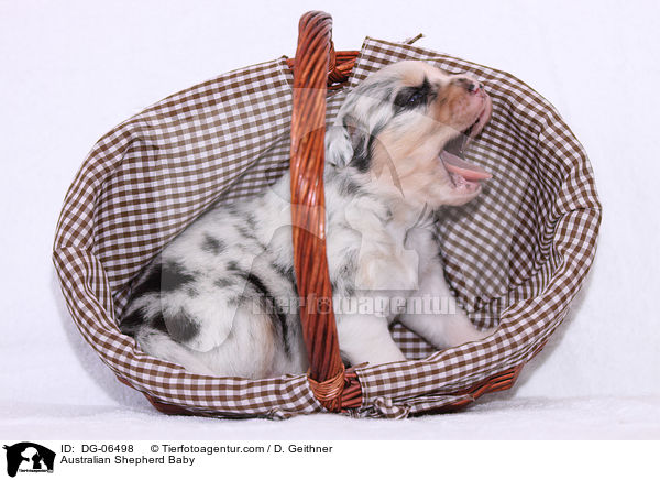 Australian Shepherd Baby / Australian Shepherd Baby / DG-06498
