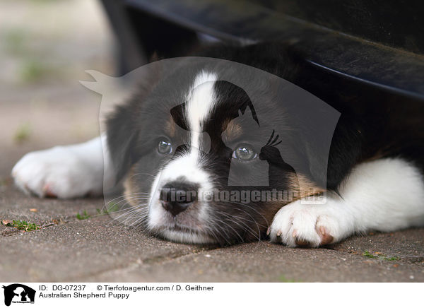 Australian Shepherd Welpe / Australian Shepherd Puppy / DG-07237