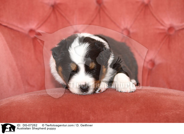 Australian Shepherd Welpe / Australian Shepherd puppy / DG-07262