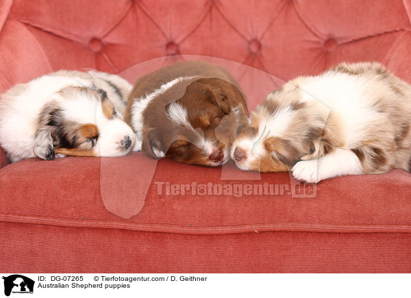 Australian Shepherd Welpen / Australian Shepherd puppies / DG-07265