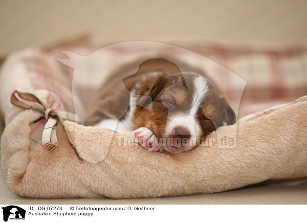 Australian Shepherd Welpe / Australian Shepherd puppy / DG-07273