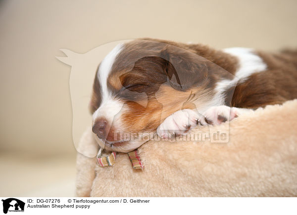 Australian Shepherd Welpe / Australian Shepherd puppy / DG-07276