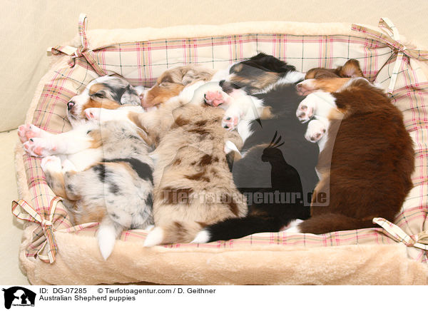 Australian Shepherd Welpen / Australian Shepherd puppies / DG-07285