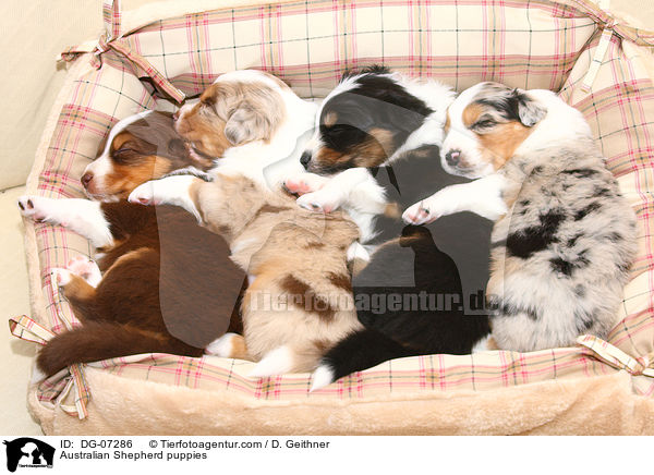 Australian Shepherd Welpen / Australian Shepherd puppies / DG-07286