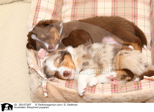 Australian Shepherd Welpen / Australian Shepherd puppies / DG-07287