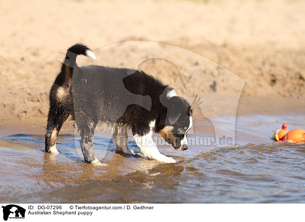 Australian Shepherd Welpe / Australian Shepherd puppy / DG-07296