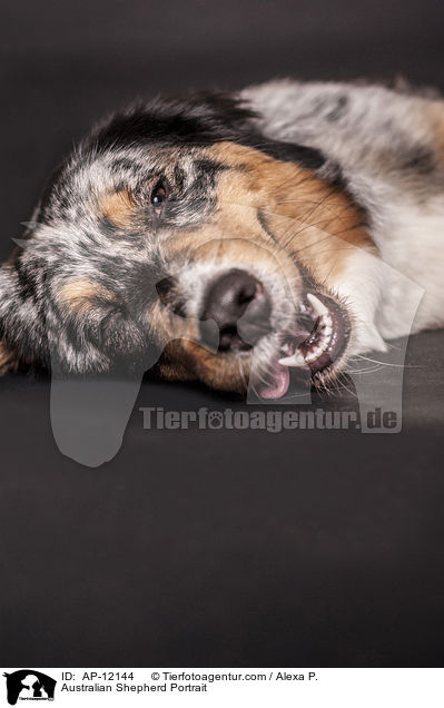 Australian Shepherd Portrait / Australian Shepherd Portrait / AP-12144