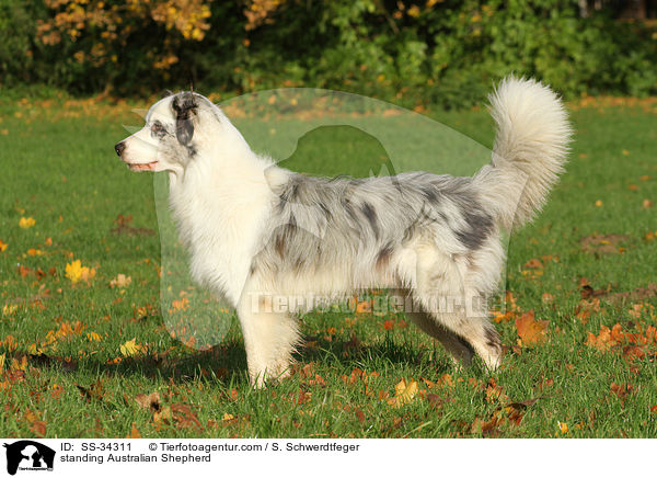 stehender Australian Shepherd / standing Australian Shepherd / SS-34311