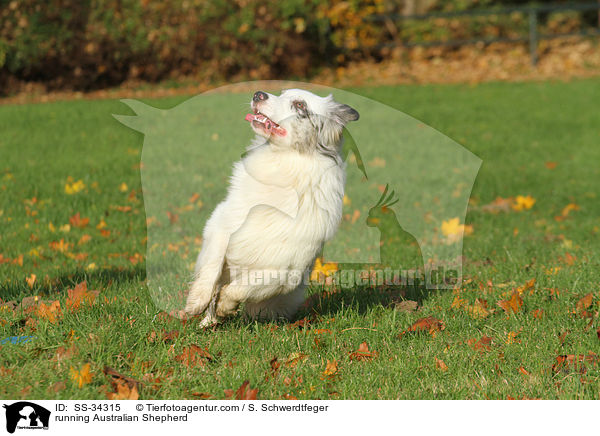rennender Australian Shepherd / running Australian Shepherd / SS-34315