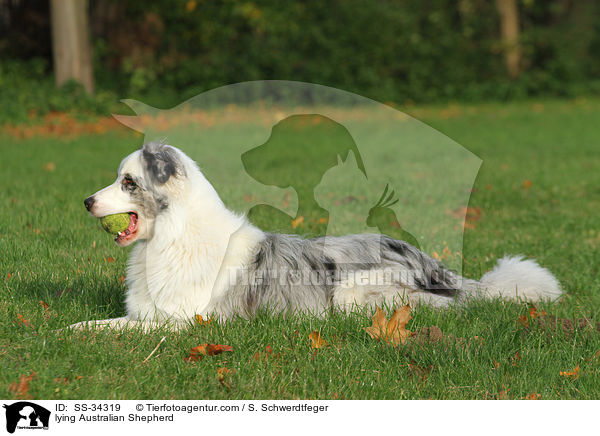 liegender Australian Shepherd / lying Australian Shepherd / SS-34319