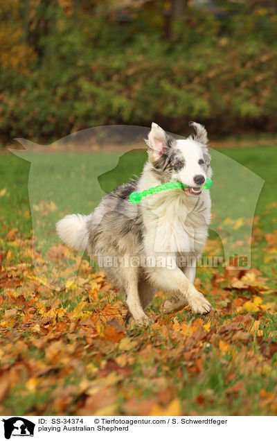 spielender Australian Shepherd / playing Australian Shepherd / SS-34374