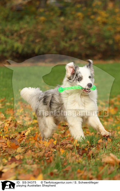 spielender Australian Shepherd / playing Australian Shepherd / SS-34375