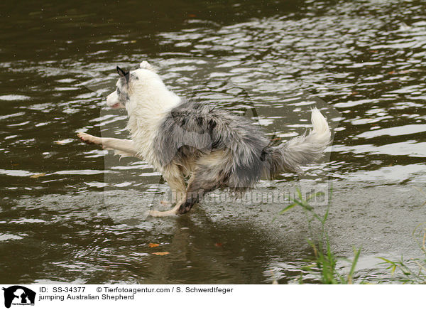 springender Australian Shepherd / jumping Australian Shepherd / SS-34377