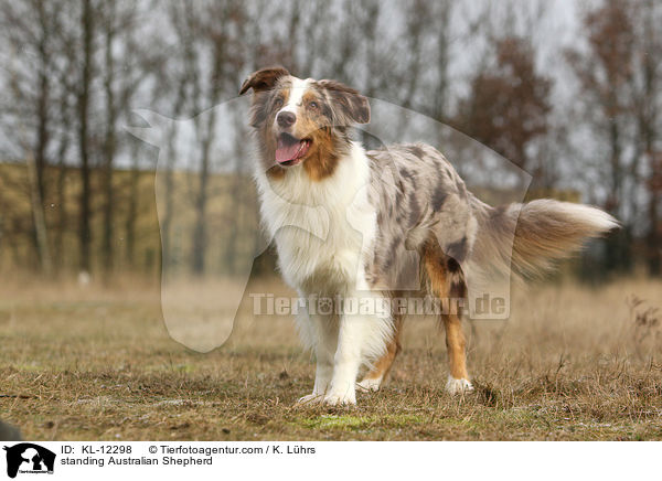 stehender Australian Shepherd / standing Australian Shepherd / KL-12298