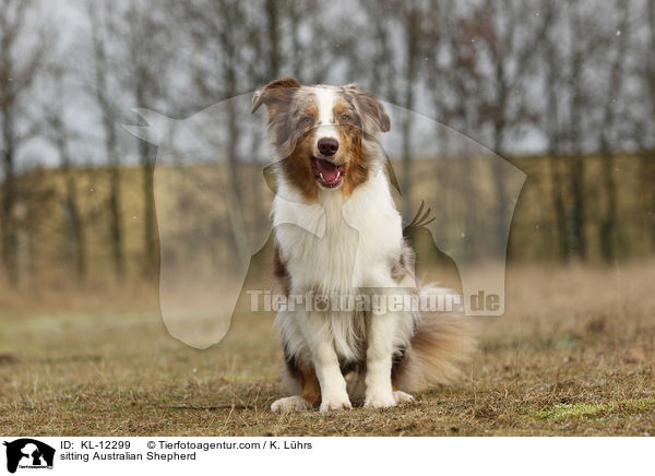 sitzender Australian Shepherd / sitting Australian Shepherd / KL-12299