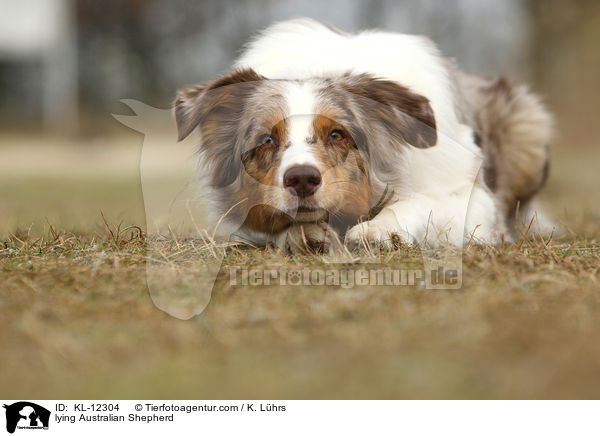 liegender Australian Shepherd / lying Australian Shepherd / KL-12304