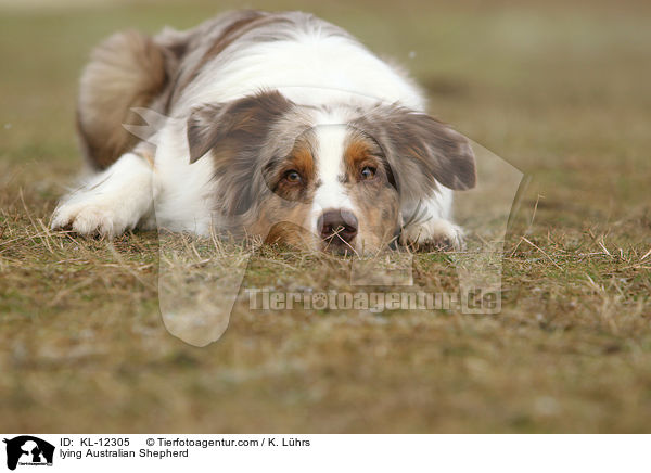 liegender Australian Shepherd / lying Australian Shepherd / KL-12305