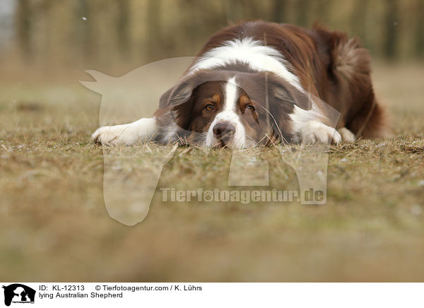 liegender Australian Shepherd / lying Australian Shepherd / KL-12313