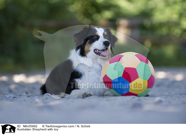 Australian Shepherd mit Spielzeug / Australian Shepherd with toy / NN-05992