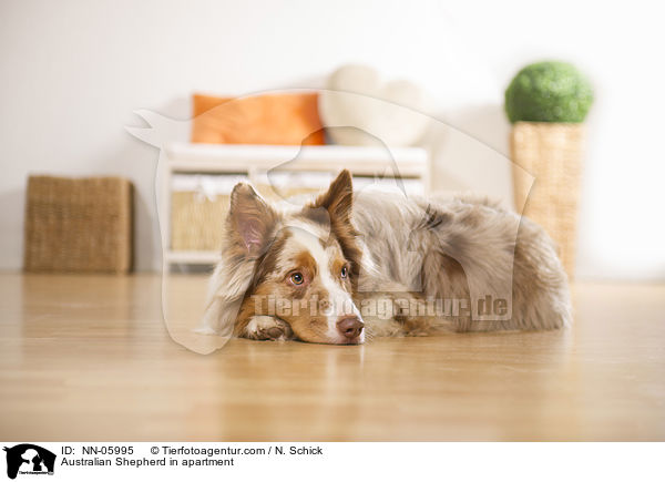 Australian Shepherd in Wohnung / Australian Shepherd in apartment / NN-05995