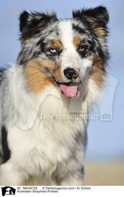 Australian Shepherd Kopf / Australian Shepherd Portrait / NN-06125