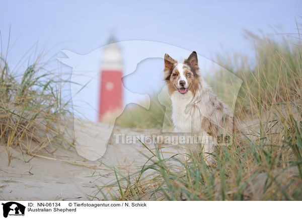 Australian Shepherd / lAustralian Shepherd / NN-06134