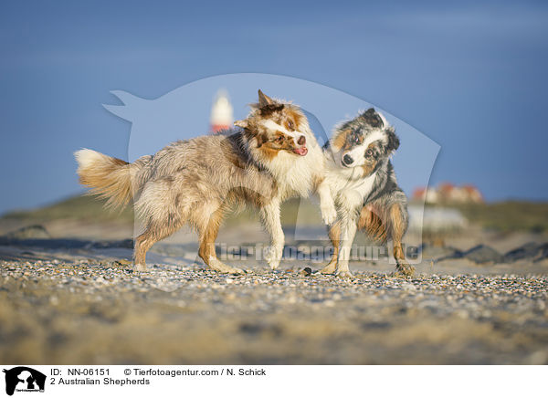 2 Australian Shepherds / 2 Australian Shepherds / NN-06151
