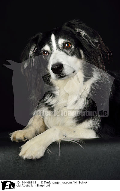 alter Australian Shepherd / old Australian Shepherd / NN-08811