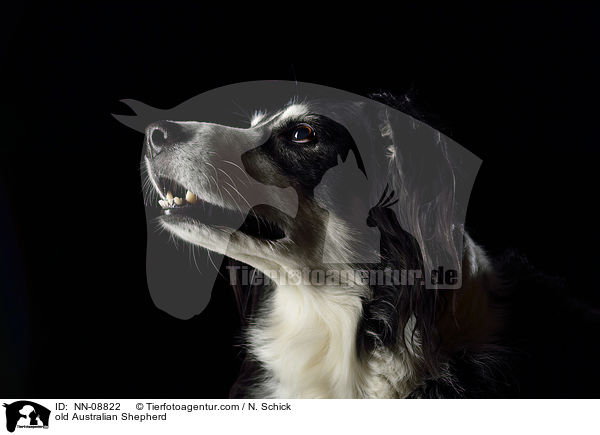 old Australian Shepherd / NN-08822