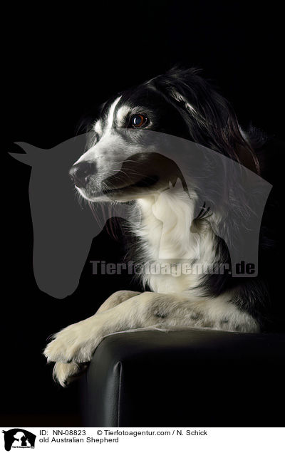 old Australian Shepherd / NN-08823