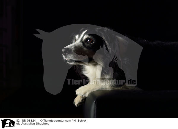 old Australian Shepherd / NN-08824