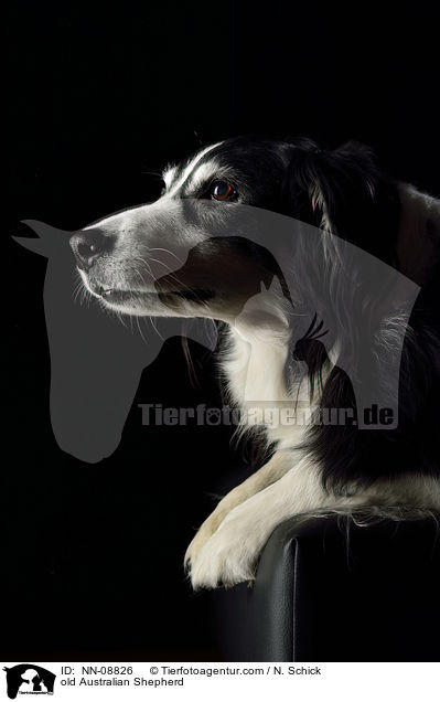 old Australian Shepherd / NN-08826