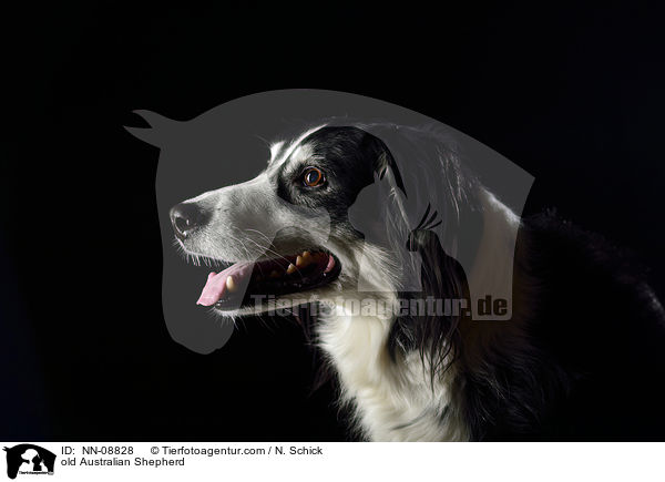 old Australian Shepherd / NN-08828