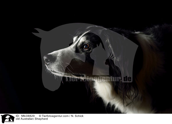 old Australian Shepherd / NN-08829
