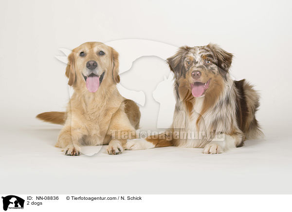 2 Hunde / 2 dogs / NN-08836