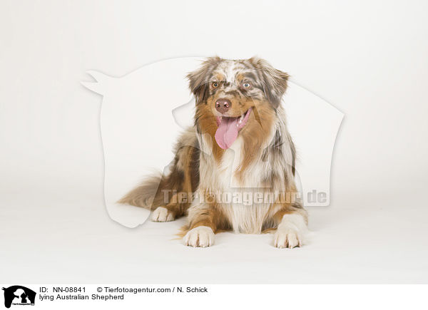 liegender Australian Shepherd / lying Australian Shepherd / NN-08841