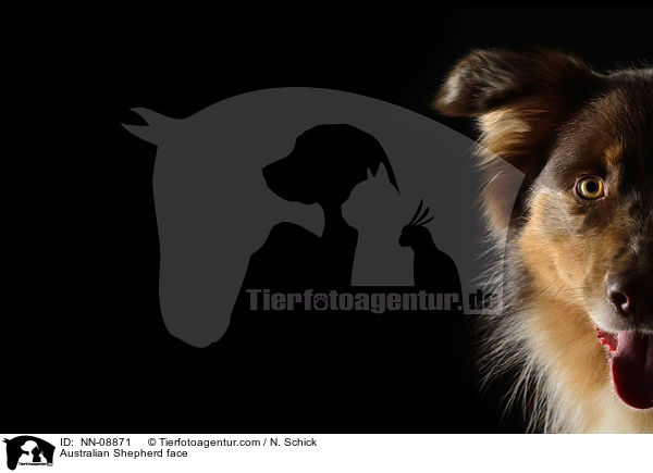 Australian Shepherd face / NN-08871