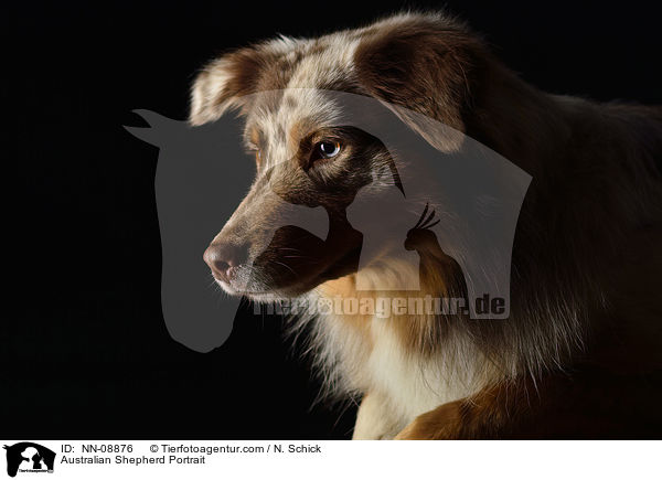 Australian Shepherd Portrait / NN-08876
