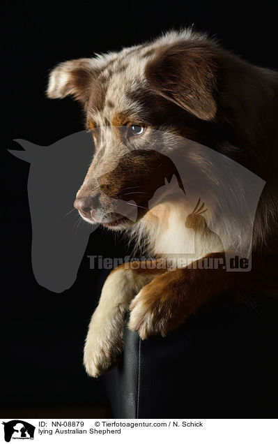 lying Australian Shepherd / NN-08879