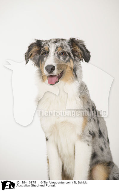 Australian Shepherd Portrait / Australian Shepherd Portrait / NN-10875